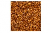 Levende Buffaloworm 50 gr