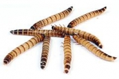Morio worm  50 gr